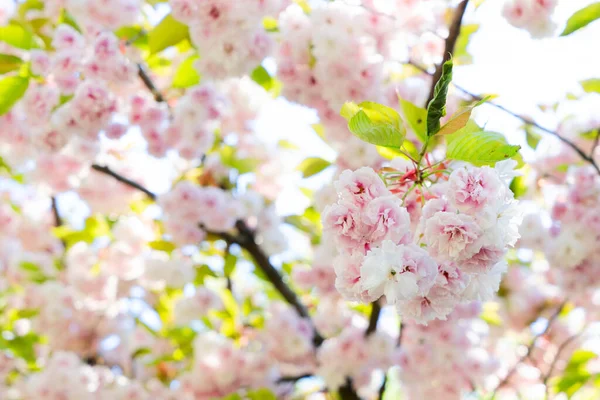 Körsbärsträdsblomma — Stockfoto