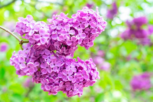 Flores lilás florescentes — Fotografia de Stock