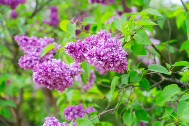 Çiçek açan leylak çiçekleri