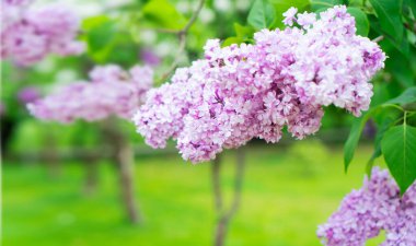 Çiçek açan leylak çiçekleri