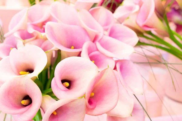 Rosa Calla-Blüten — Stockfoto
