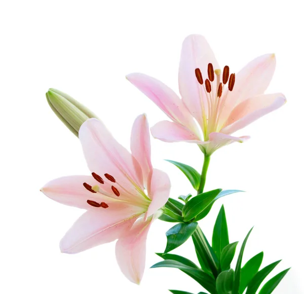 Lilly färska blommor — Stockfoto