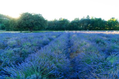 Yazın lavanta tarlası