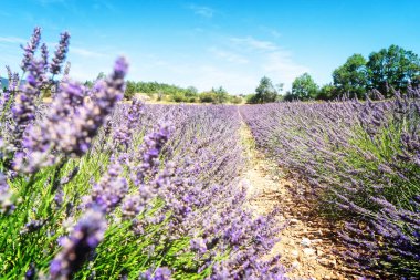 Yazın lavanta tarlası