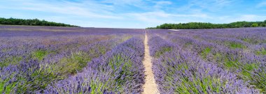 Yazın lavanta tarlası