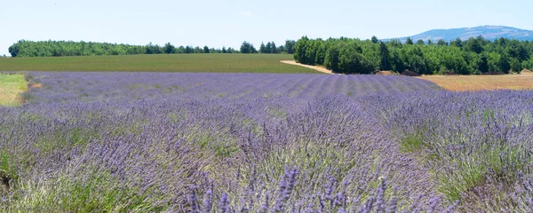 Campo de lavanda no verão — Fotografia de Stock