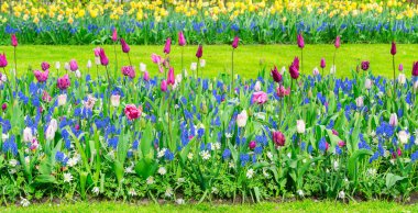 Lale çiçekleri dizeleri