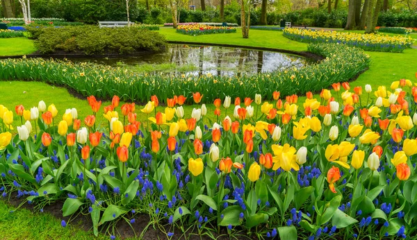 Tulipes roses et rouges — Photo