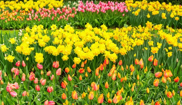 Lecho de flores de tulipanes y arándanos — Foto de Stock