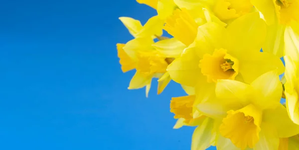 Mazzo di narcisi fiori — Foto Stock