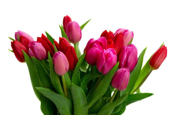 Fleurs de tulipes roses, jaunes et violettes — Photo