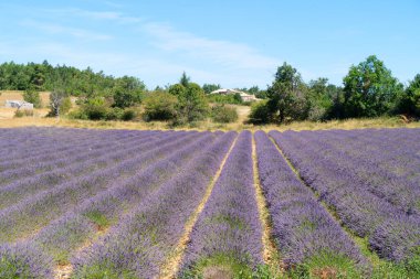 Yazın lavanta tarlası
