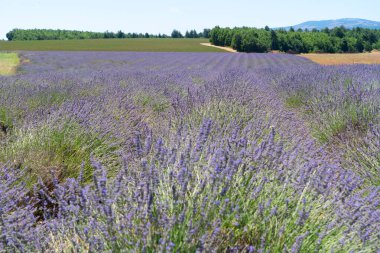 Yazın lavanta tarlası