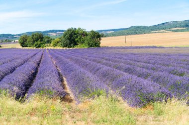 Yazın lavanta tarlası
