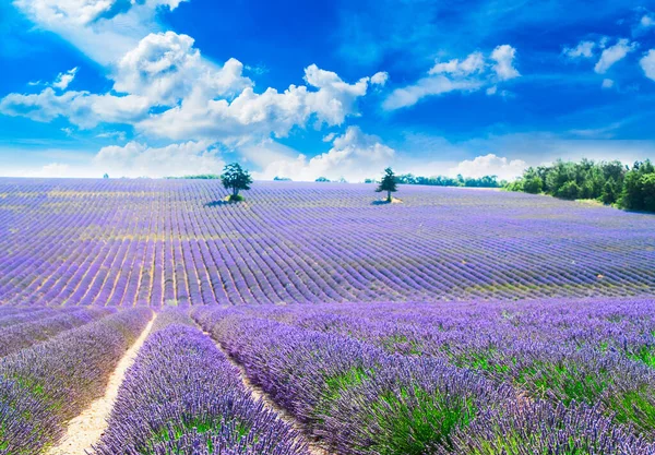 Lavendelfält på sommaren — Stockfoto