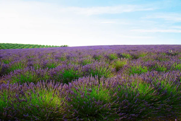 Campo de lavanda floreciente — Foto de Stock