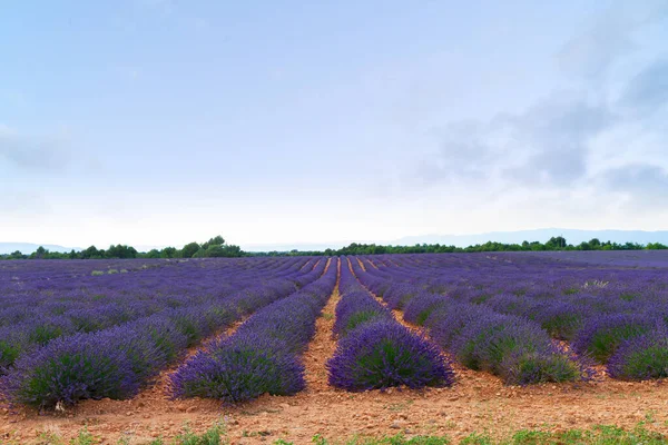 Blooming Lavender field — Stock Photo, Image