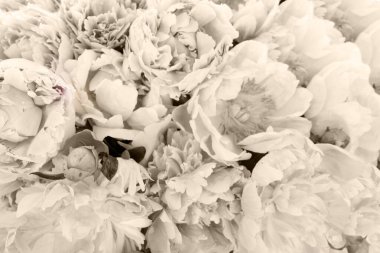 Taze şakayık çiçekleri