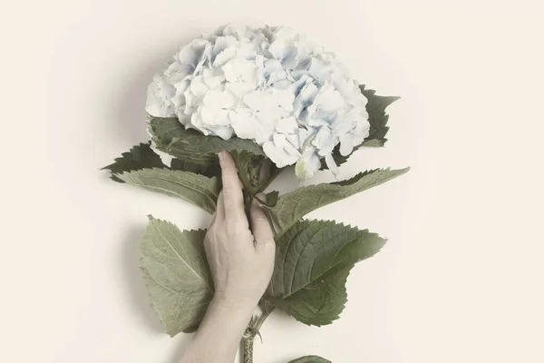 Ortensia fiori blu — Foto Stock