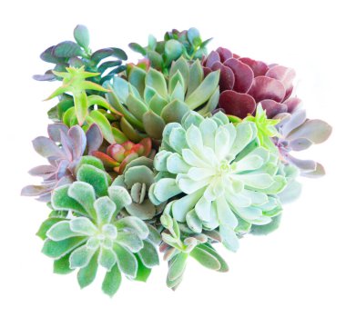 Beyaz yerine sulu bitkiler