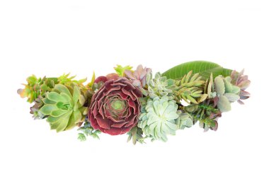 Beyaz yerine sulu bitkiler