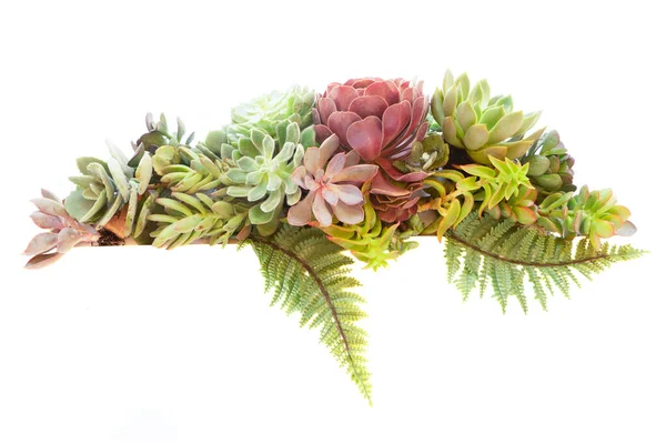 Plantes succulentes sur blanc — Photo