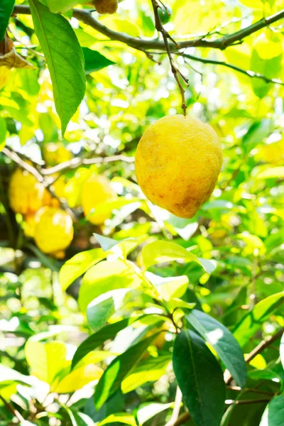 Citron trädgård Sorrento — Stockfoto