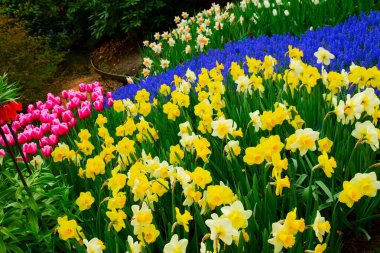 Çiçekli taze çimen