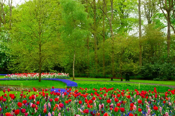 Färsk gräsmatta med blommor — Stockfoto