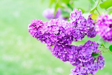 Çiçek açan leylak çiçekleri