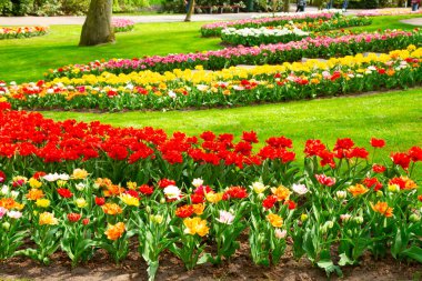 Bahar bahçesinde nergisler