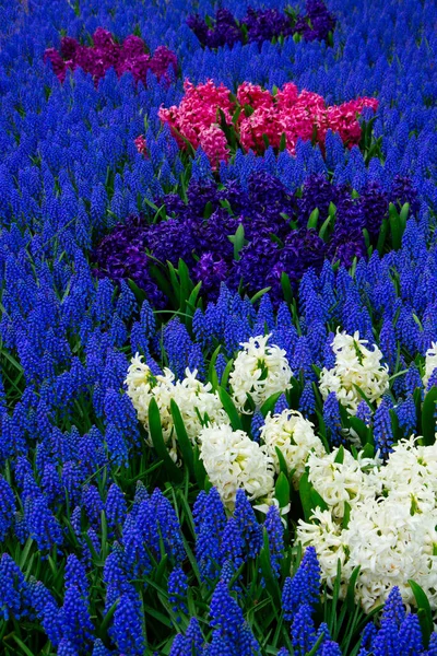 Tulipes et bluebells — Photo