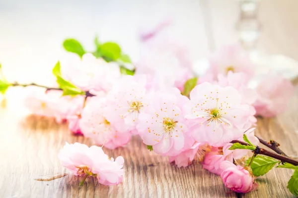 Twig of pink cherry flowers — Stock Photo, Image