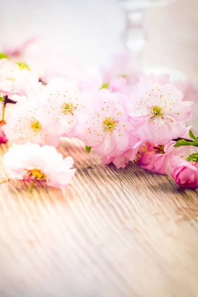 Pink cherry flowers — Stock Photo, Image