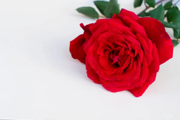 Dark red roses on table — Stock Photo, Image