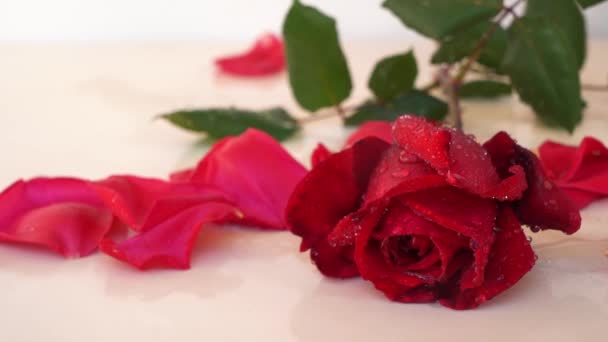 Roses rouge foncé sur la table — Video