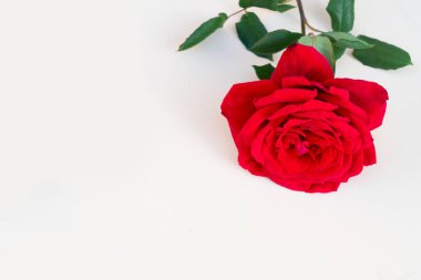 Masada koyu kırmızı güller