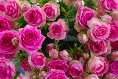 Koyu kırmızı güller.