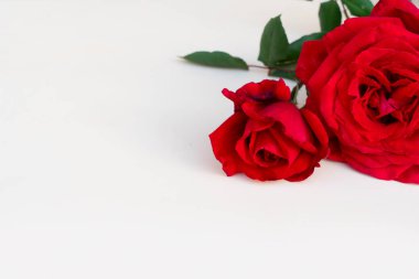 Masada koyu kırmızı güller