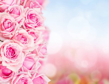 Pembe bahçe güllerinin sınırı