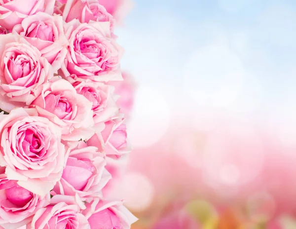 Okraj růžové zahradní růže — Stock fotografie