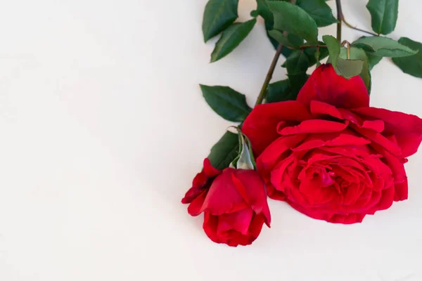 Dark red roses on table — Stock Photo, Image