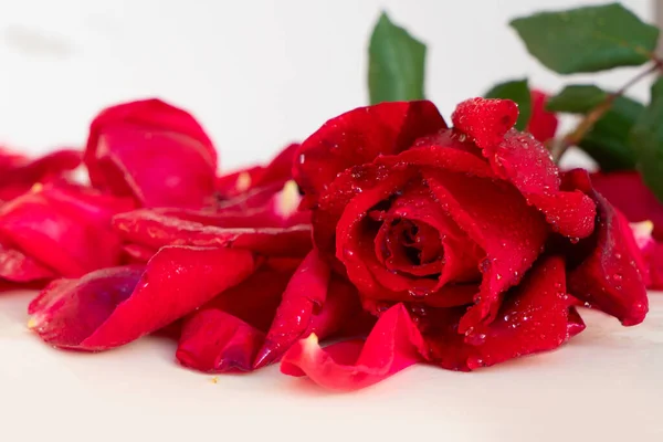 テーブルの上の濃い赤いバラ — ストック写真