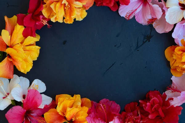 Flores Frescas Hibisco Sobre Fondo Negro Marco Con Espacio Para — Foto de Stock