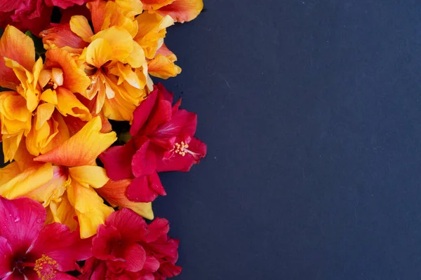 Färsk Hibiskus Blommor Svart Bakgrund Med Kopia Utrymme — Stockfoto