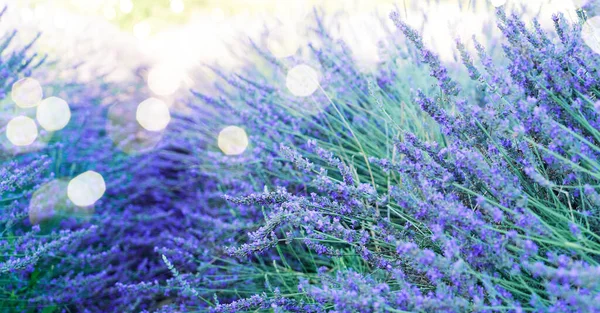 Campo de lavanda en verano —  Fotos de Stock