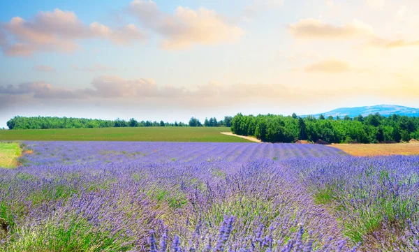 Campo de lavanda en verano — Foto de Stock