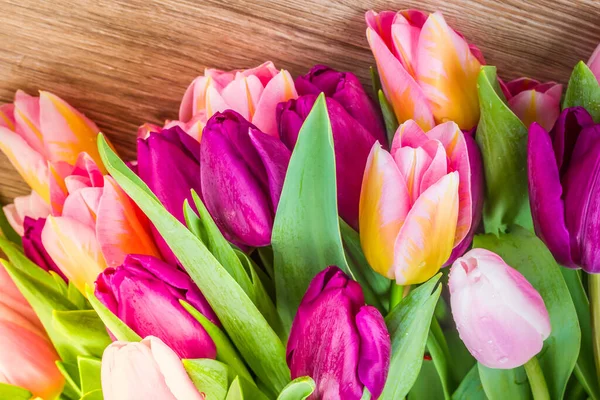 Rosa und violette Tulpen — Stockfoto