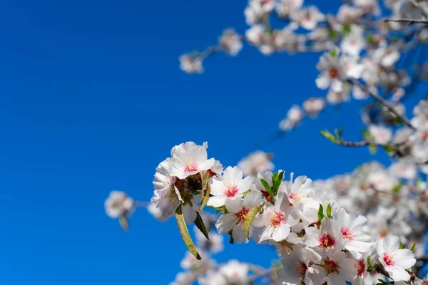 Mandelträd blommar — Stockfoto