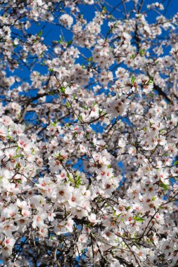 Badem ağacı çiçek açar.